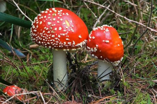 Most Fascinating Looking Fungi