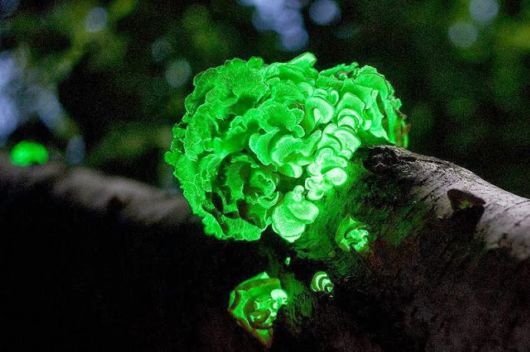 Most Fascinating Looking Fungi