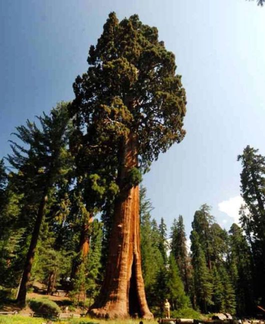 The Giant Redwood Trees