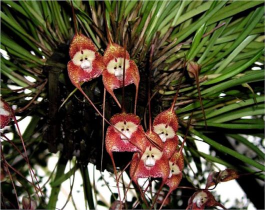The Amazing Monkey Orchid
