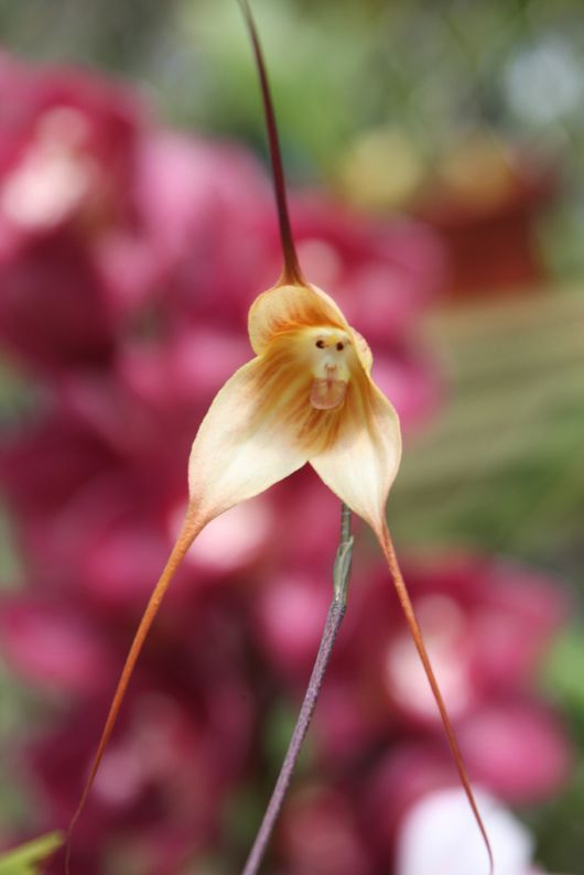 The Amazing Monkey Orchid