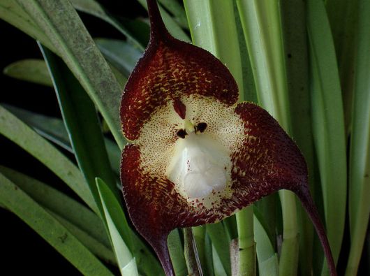 The Amazing Monkey Orchid
