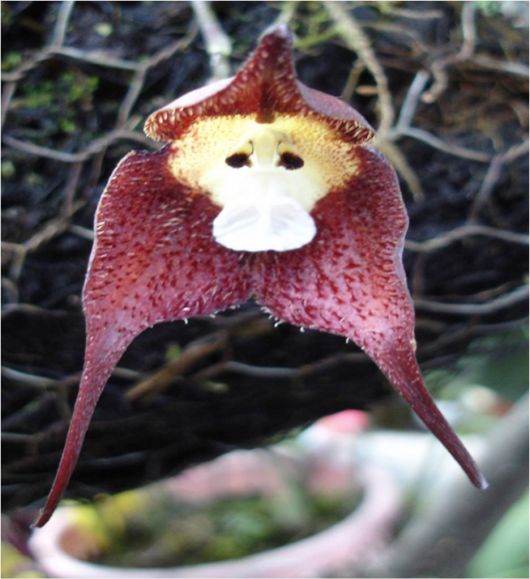 The Amazing Monkey Orchid
