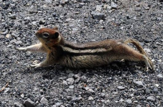 A Trip To Yellowstone National Park. USA