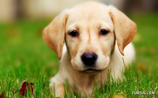 Click to Enlarge - Cute Dogs Wallpapers for Pets Lovers