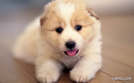 Click to Enlarge - Cute Dogs Wallpapers for Pets Lovers