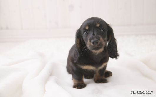 Click to Enlarge - Cute Dogs Wallpapers for Pets Lovers