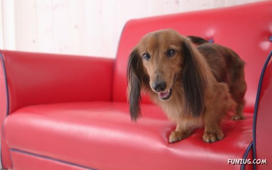 Click to Enlarge - Cute Dogs Wallpapers for Pets Lovers