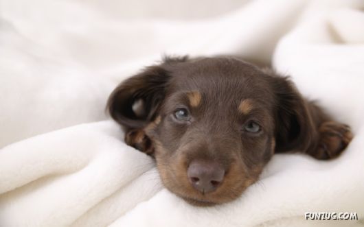 Click to Enlarge - Cute Dogs Wallpapers for Pets Lovers