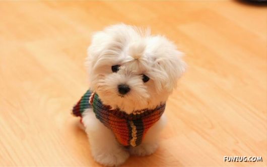 Click to Enlarge - Cute Dogs Wallpapers for Pets Lovers