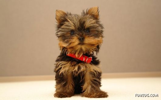 Click to Enlarge - Cute Dogs Wallpapers for Pets Lovers