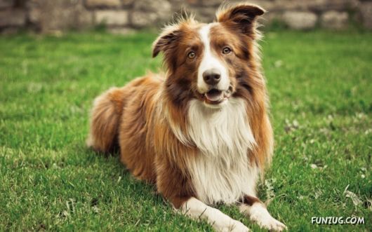 Click to Enlarge - Cute Dogs Wallpapers for Pets Lovers