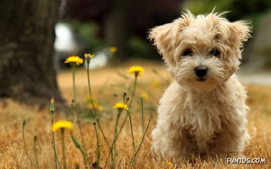 Click to Enlarge - Cute Dogs Wallpapers for Pets Lovers