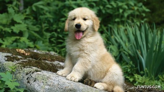 Click to Enlarge - Cute Dogs Wallpapers for Pets Lovers