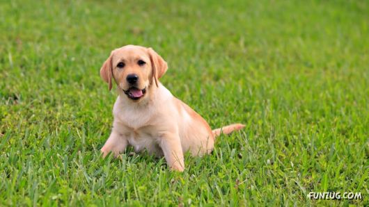 Click to Enlarge - Cute Dogs Wallpapers for Pets Lovers