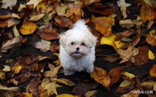 Click to Enlarge - Cute Dogs Wallpapers for Pets Lovers