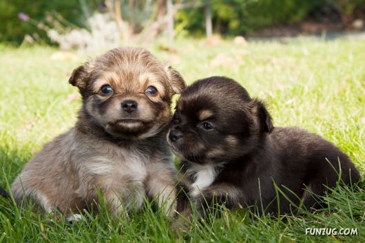 Click to Enlarge - Cute Dogs Wallpapers for Pets Lovers