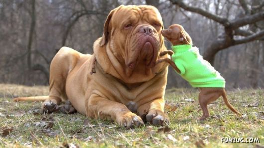 Click to Enlarge - Cute Dogs Wallpapers for Pets Lovers