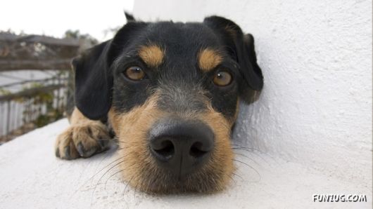 Click to Enlarge - Cute Dogs Wallpapers for Pets Lovers