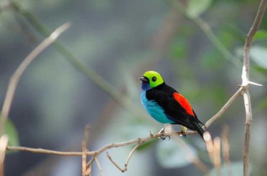 26 Most Spectacularly Colorful Animals