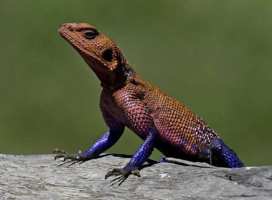 26 Most Spectacularly Colorful Animals