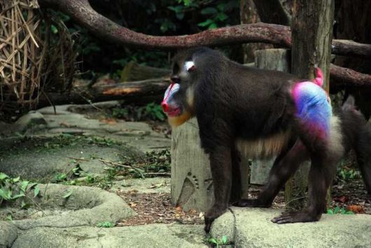 26 Most Spectacularly Colorful Animals
