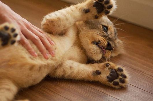 Cute Animals Bliss By Belly Rubs
