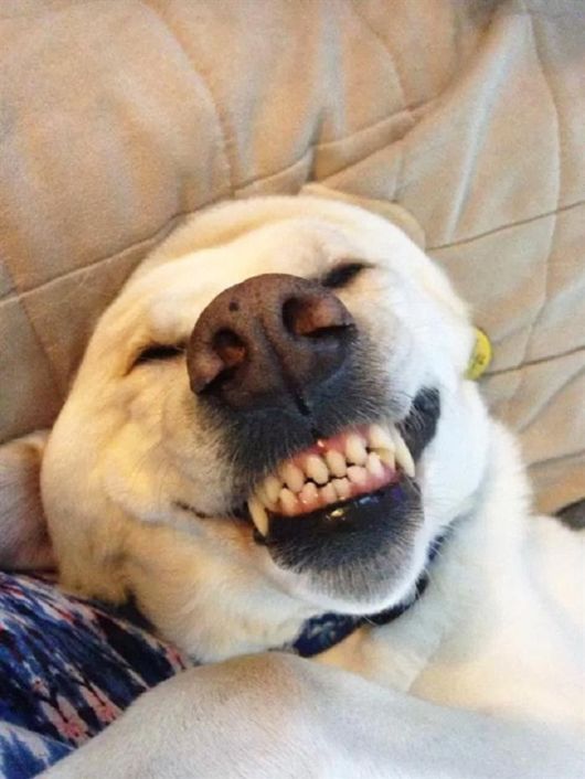 Cute Animals Bliss By Belly Rubs