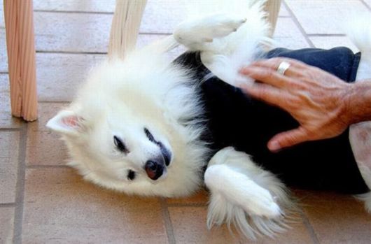 Cute Animals Bliss By Belly Rubs