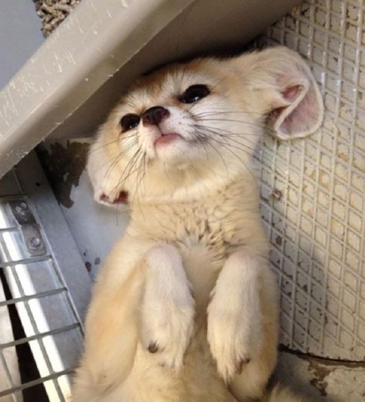 Cute Animals Bliss By Belly Rubs