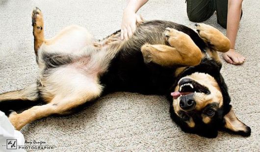 Cute Animals Bliss By Belly Rubs