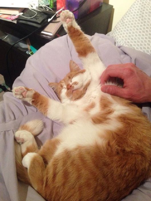 Cute Animals Bliss By Belly Rubs