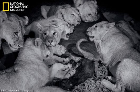 The Lions In The Serengeti