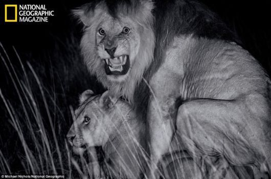 The Lions In The Serengeti