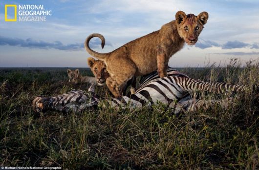 The Lions In The Serengeti