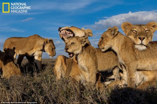 The Lions In The Serengeti