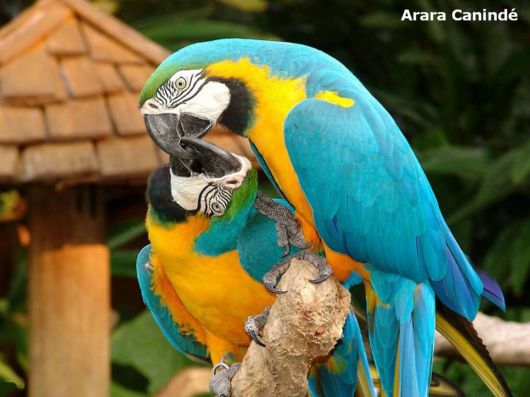 Hyacinth Macaw Parrots Species From Brazil