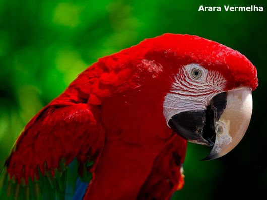 Hyacinth Macaw Parrots Species From Brazil