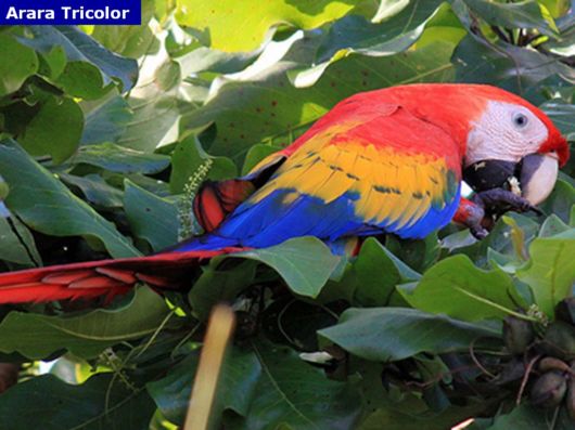 Hyacinth Macaw Parrots Species From Brazil