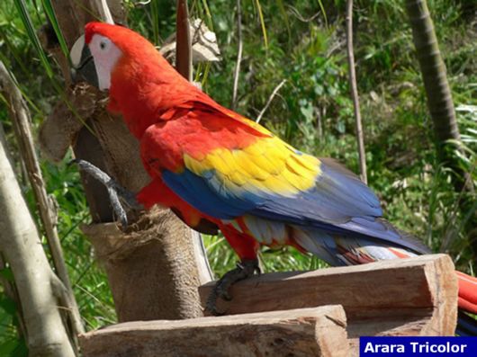 Hyacinth Macaw Parrots Species From Brazil