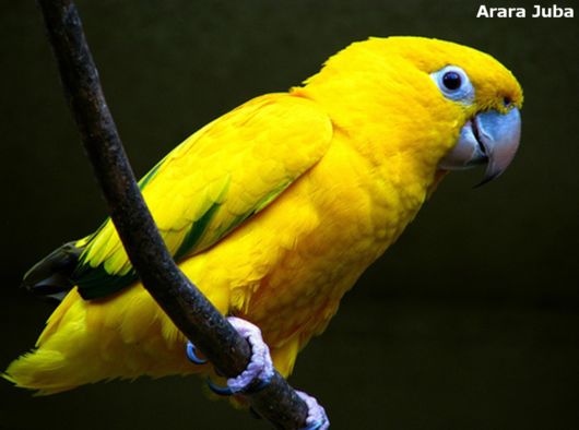 Hyacinth Macaw Parrots Species From Brazil