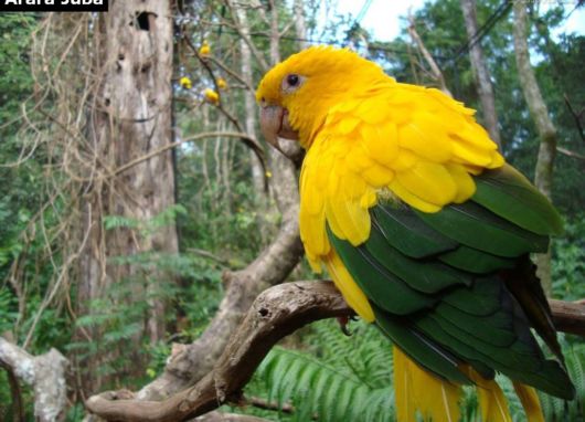 Hyacinth Macaw Parrots Species From Brazil