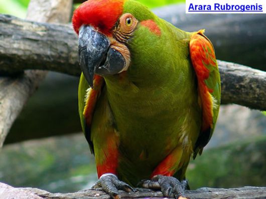 Hyacinth Macaw Parrots Species From Brazil