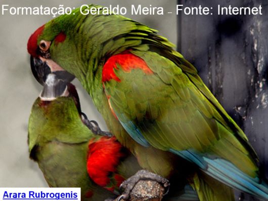 Hyacinth Macaw Parrots Species From Brazil