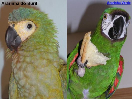 Hyacinth Macaw Parrots Species From Brazil