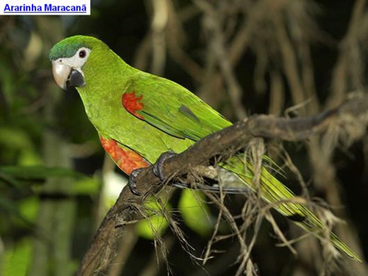 Hyacinth Macaw Parrots Species From Brazil