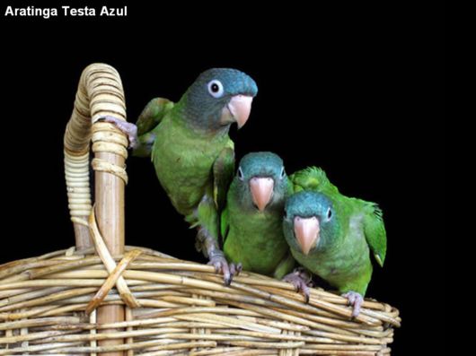Hyacinth Macaw Parrots Species From Brazil