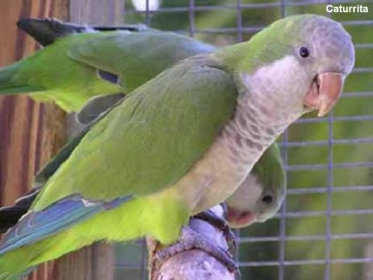 Hyacinth Macaw Parrots Species From Brazil