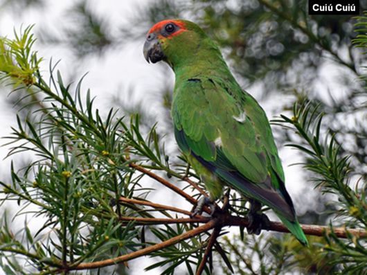 Hyacinth Macaw Parrots Species From Brazil