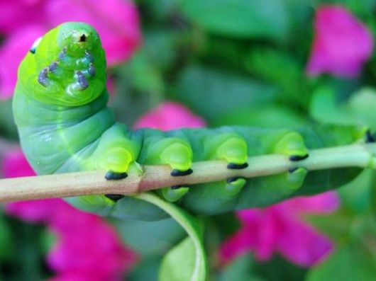 Microscopic Macro Pictures of Insects